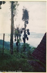 Arenga pinnata