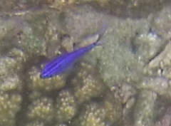 Stegastes rectifraenum