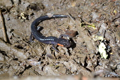 Plethodon jordani
