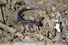 Plethodon jordani