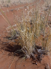 Stipagrostis ciliata var. capensis image
