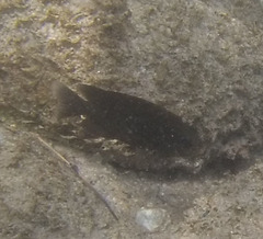 Stegastes rectifraenum