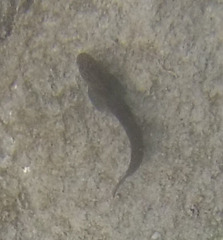Ophioblennius steindachneri