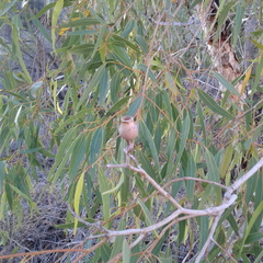 Corymbia hamersleyana