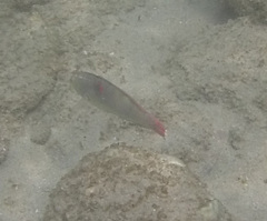 Halichoeres chierchiae