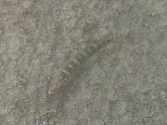 Halichoeres chierchiae