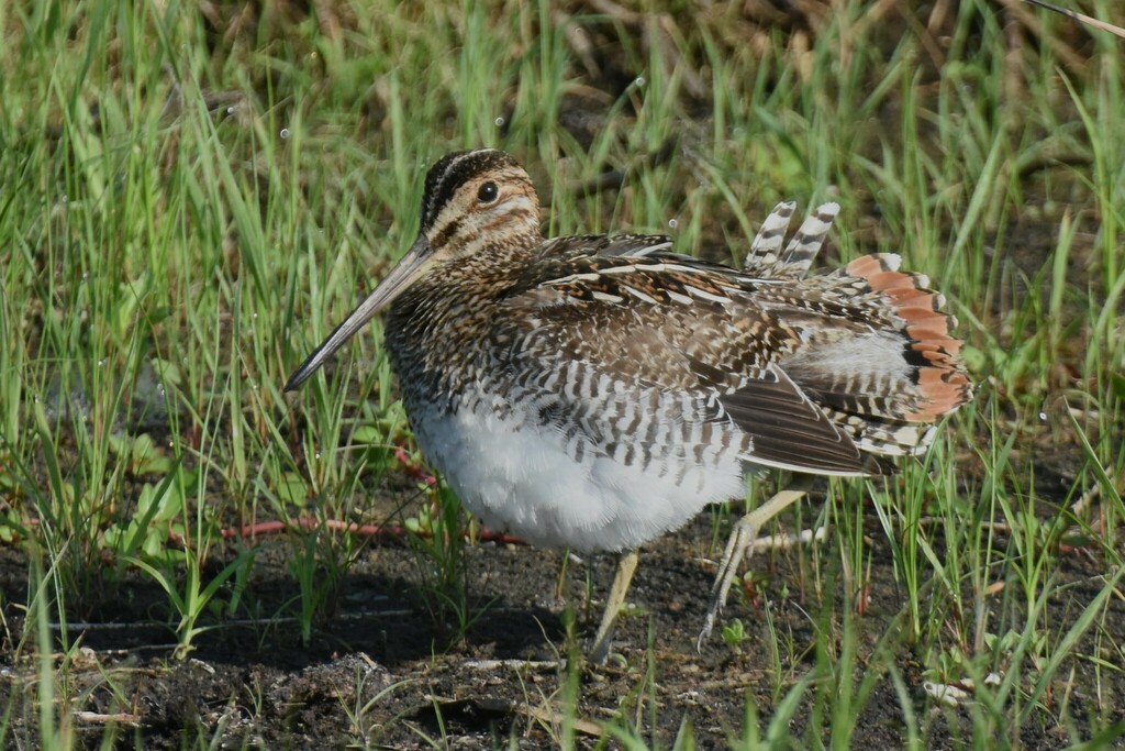 Wisconsin Snipe Wilson's Snipe from Leeds and Grenville United Counties, ON, Canada on ...