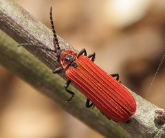 Dictyoptera aurora
