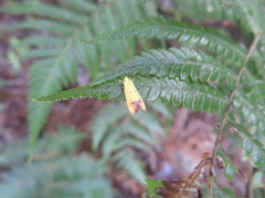 Gymnobathra flavidella