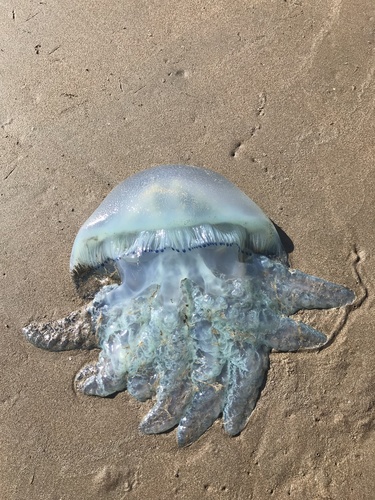 Catostylus mosaicus