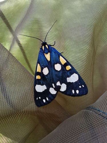 Scarlet Tiger, photo 2 of 10