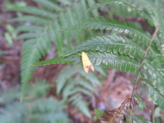 Gymnobathra flavidella