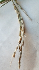 Oryza sativa