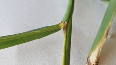 Oryza sativa