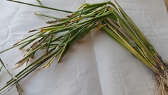 Oryza sativa