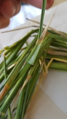 Oryza sativa
