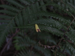 Gymnobathra flavidella