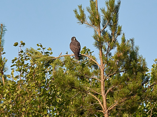 Halcón sacre (Falco cherrug)