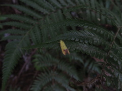 Gymnobathra flavidella