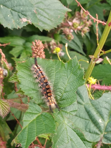 Photo of Rusty Tussock Moth (Orgyia antiqua)
