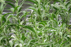 Persicaria attenuata