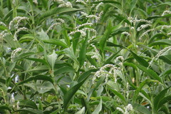 Persicaria attenuata
