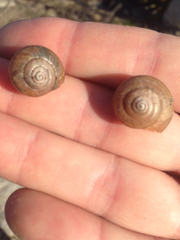 Helminthoglypta traskii