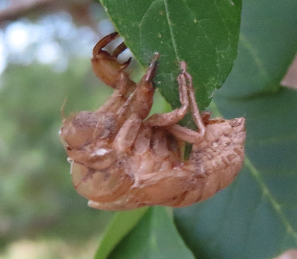 Great Cicadas from Williamson County, TX, USA on July 7, 2023 at 0907