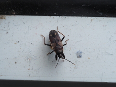 Eremocoris fenestratus