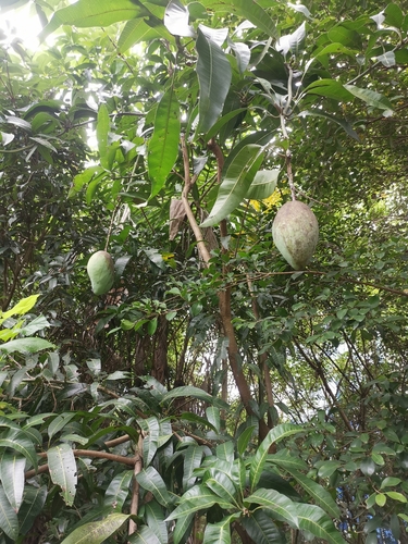 Indian mango