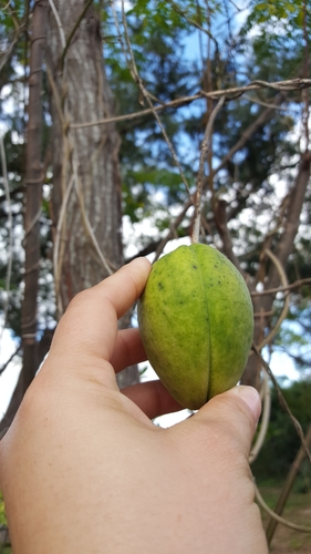 Araujia odorata (Araujia odorata)