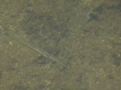 Hyporhamphus affinis