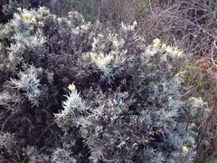 Castilleja hololeuca