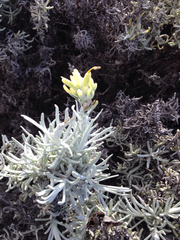 Castilleja hololeuca