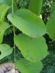 Tetraneura