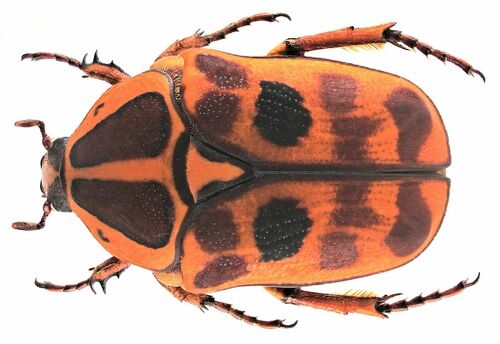 Pachnoda cordata · BioDiversity4All