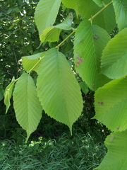 Tetraneura