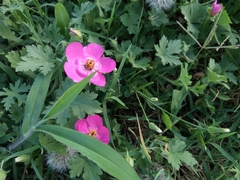 Modiolastrum gilliesii