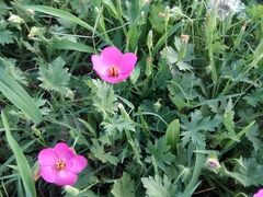 Modiolastrum gilliesii