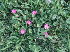 Modiolastrum gilliesii