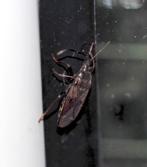 Eremocoris fenestratus
