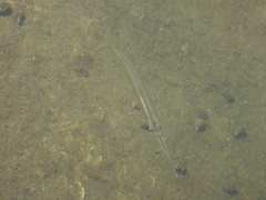 Hyporhamphus affinis