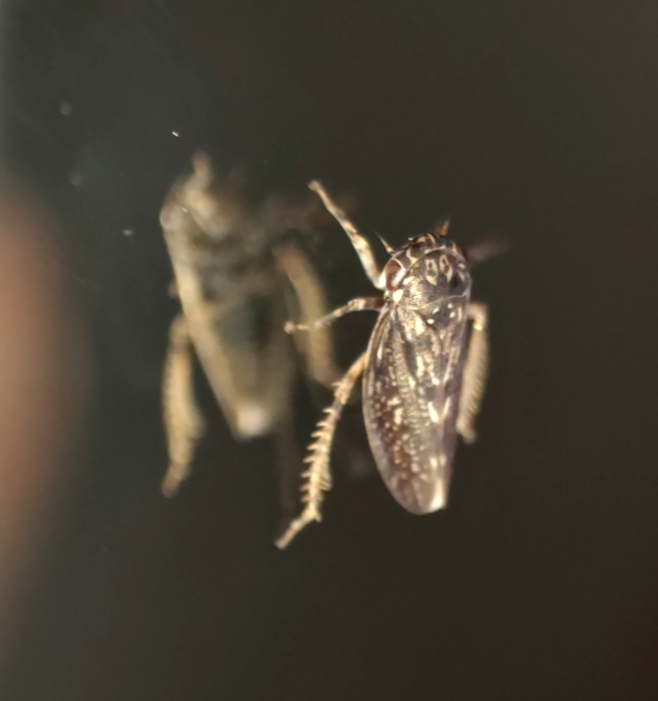 Bergallia valdiviana