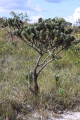 Lychnophora ericoides