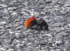 Dasymutilla magnifica