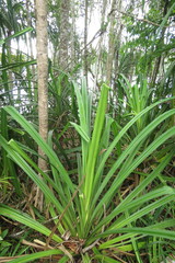 Pandanus gemmifer