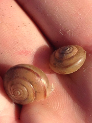 Helminthoglypta traskii