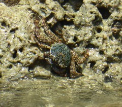 Grapsus albolineatus