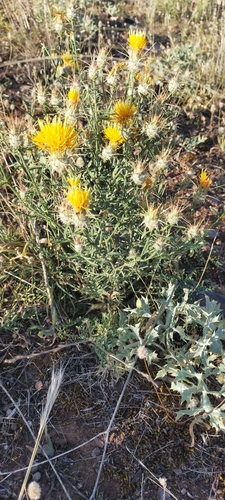 Image of Centaurea ornata by (c) Jorge Íñiguez, some rights reserved (CC BY)