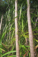 Pandanus gemmifer